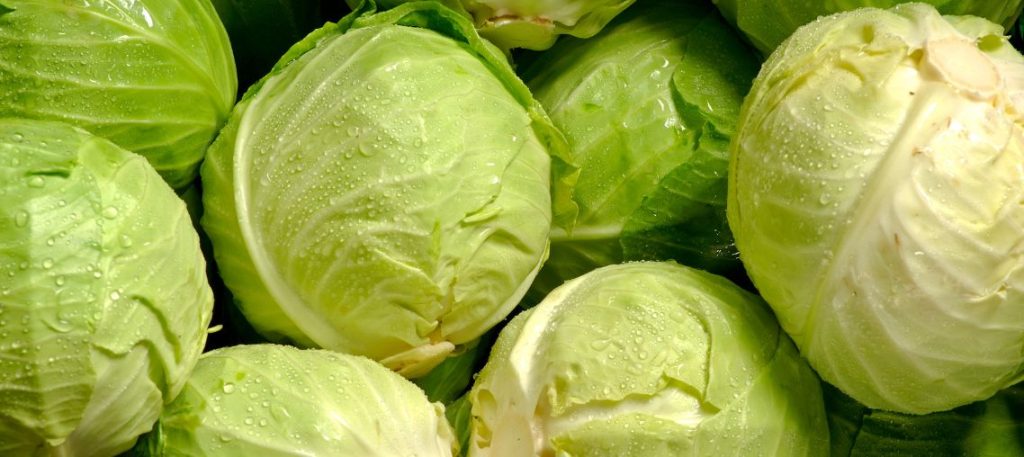 Conheça os Benefícios do Repolho Um Superalimento Acessível e Versátil